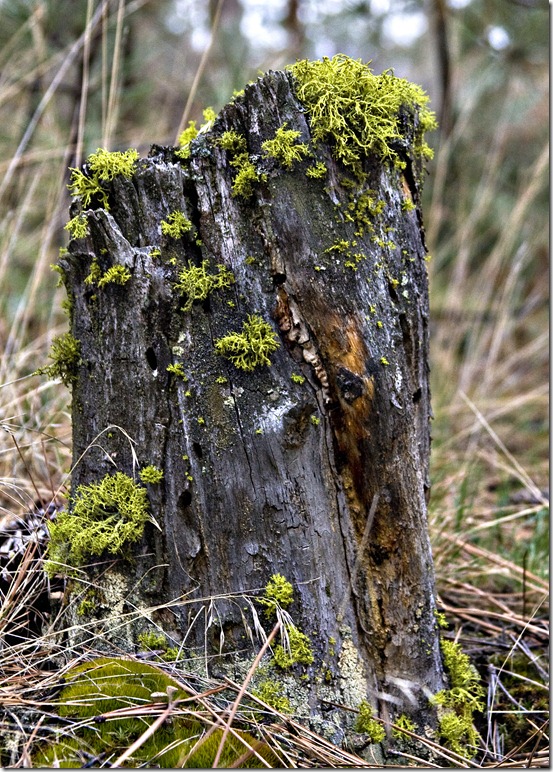 Skinny stump 2