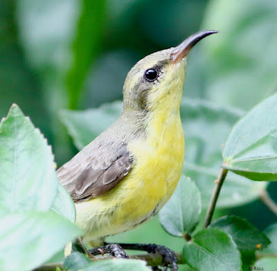 "Purple Sunbird, female resident on a tree."