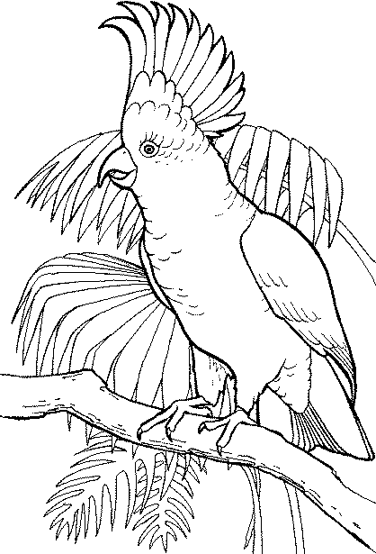 Gambar Mewarnai Burung Kakak Tua ~ Gambar Mewarnai Lucu