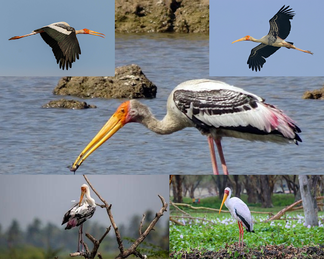 How Many Species Of Storks? The part one, The Storck, The white stork, Wood stork,The black stork, Marabou stork, The Asian openbill, Black-necked stork, The painted stork, The Saddle-billed stork, The Yellow-billed Stork, and The Greater Adjutant