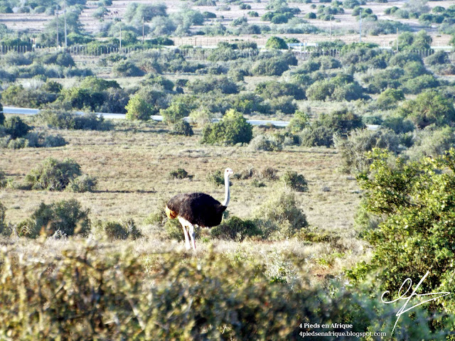 Une autruche dans le parc Addo