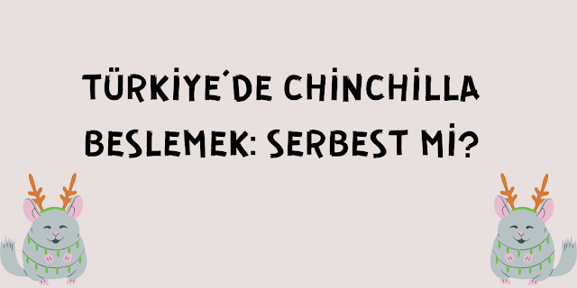 Türkiye'de Chinchilla Beslemek: Serbest mi?