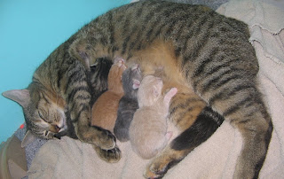 4 cute kittens and mommy cat