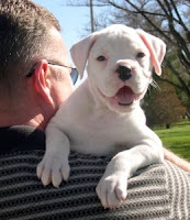 cute white boxer dog puppy on owners shoulder