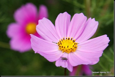 Cosmos bipinnatus-5