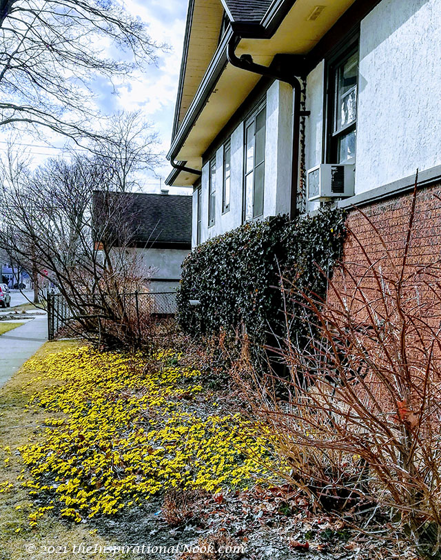 Yellow winter aconites, Hyemalis eranthis, bulbs, tubers, aconites, eranthis flower, aconites flowers