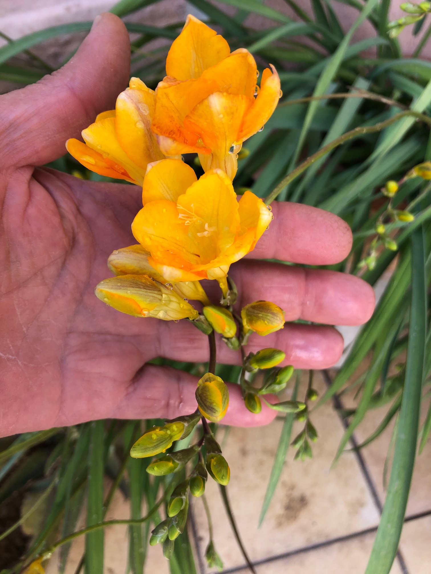 Knowing how to collect and store freesia bulbs is a must-have skill if you want a productive freesia flowers garden.