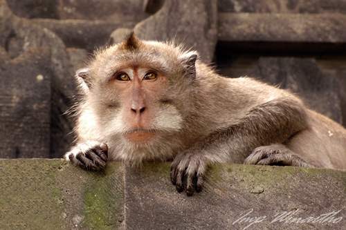  Gambar  Binatang Monyet Jambul