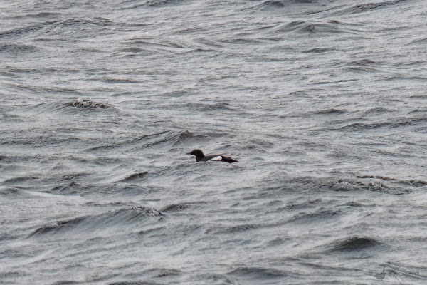 Black guillemot