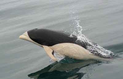 Southern right whale dolphin