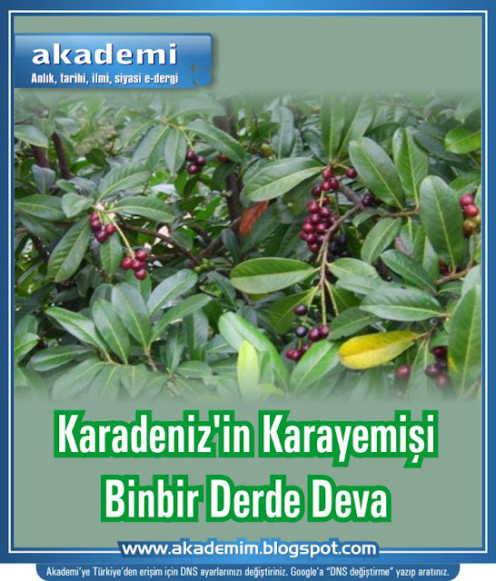 Karadeniz'in Karayemişi Binbir Derde Deva