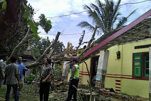 Bruk!! Pohon Kelengkeng Ambruk Tak Tahan Terpaan Angin dan Hujan