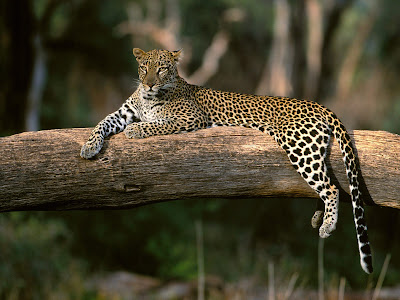 Desktop Wallpaper Leopard. Leopard wallpaper hi res 1600