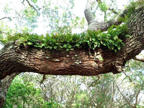 ferns-on-tree-limb