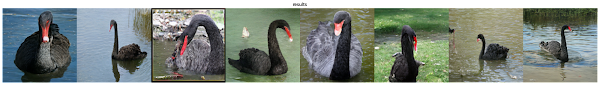 black swan seed 13