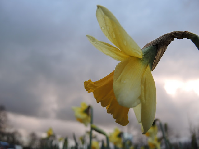 Maartse narcissen in Deurne