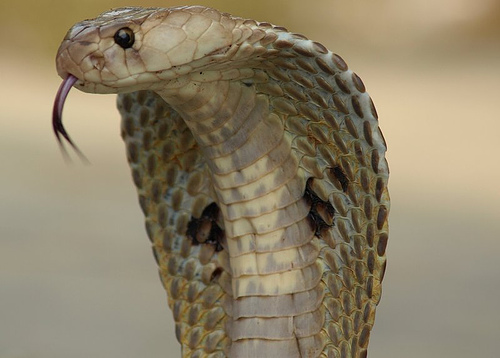 A cobra is a venomous snake found in tropical and subtropical regions