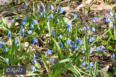 scilla. foto: Reb Dutius