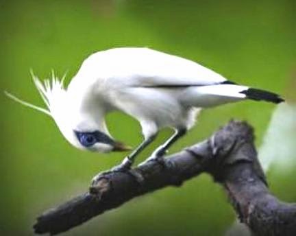 Tips Cara Merawat Burung Jalak Putih Bunyi Nyaring Gacor