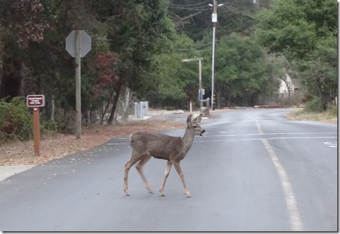 New Brighton Beach deer by Visitor Center