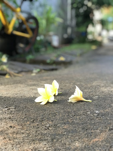 Foto Bunga Jatuh Di Aspal