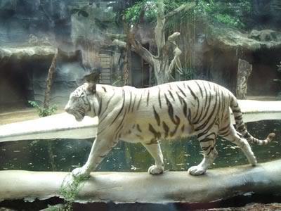 cute white tiger wallpaper. white tiger in the tourist