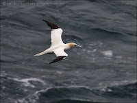 Gannet