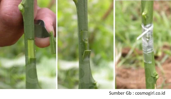 Mungkin tidak dari satu pohon mangga mempunyai lebih dari satu macam buah, ada mangga arumanis, gadung, golek dan sebagainya ?  atau dari satu pohon mempunyai daun yang berbeda-beda. Misalnya jambu biasa mempunyai daun jambu kerikil yang ukurnya kecil-kecil juga berdaut jambu arigot yang daunnya berpinggiran putih.   Atau satu pohon bunga misalnya bougenvile dengan berbagai macam warna bunga putih, kuning, merah, pink, ungu, dan lain-lain warna yang  indah ?  Perpanduan tanaman demikian tentunya sangat menarik dan akan mempunyai harga yang sangat mahal, dan itu semua bisa terjadi dengan melakukan Okulasi.  Okulasi sering juga disebut dengan menempel, Oculatie (Belanda) atau Budding (Inggris). Cara memperbanyak tanaman dengan okulasi mempunyai kelebihan jika dibandingkan dengan stek dan cangkok.  Keuntungan perkembangbiakan vegetatif buatan Okulasi  : Diperoleh tanaman yang produktif. Pertumbuhan tanaman yang seragam.  mempersiapkan benih relatif singkat. Cepat berbuah bibit 100 % seperti induknya ynag unggul Dapat dilakukan serentak sehingga memudahkan pengendalian penyakit   Kelemahan dari perkembangbiakan vegetatif buatan Okulasi : Umur relatif pendek mewarisi penyakit induk Terkadang suatu tanaman kurang normal karena tidak serasinya antara batang bawah dengan batang atas (entres) kemungkinan gagal atau mata entres tidak tumbuh tinggi jika tidak terlatih   Teknik dan langkah Mengokulasi : Buat jendela okulasi pada batang bawah dengan lebar 1.5 cm, dan panjang 2-3 cm, dengan ketinggian ± 20 cm dari permukaan tanah. Ambil mata entres yang telah dipotong 2-3 cm, dan belah 1/3 nya, pada saat pembelahan mata entres usahakan kulit kita jangan mengenai kulit cambium, sehingga kambium terjaga dari pencemaran tangan kita yang bisa saja membawa penyakit. Tempelkan mata entres ke bidang okulasi yang telah kita buat. Kemudian dengan mengunakan plastic es, usahakan pengikatannya dimulai dari bawah ke atas (sistem genteng). dengan tujuan air tidak masuk ke mata entres yang kita tempelkan. Pengikatannya jangan ditarik terlalu kuat,yang di khawatirkan akan mematahkan mata entresnya. Setelah bibit selesai di okulasi kita dapat pindahkan ke tempat persemaian bibit/nursery. dengan tujuan kita dapat mengontrol perkembangan tanaman yang telah okulasi. Setelah dua minggu kemudian mata entres sudah dapat kita lihat,jika mata entresnya berwarna hijau segar maka okulasi yang kita lakukan dikatakan berhasil. Kemudian setelah 21 hari hingga 1 bulan kemudian jika mata entres masih berwarna hijau segar maka plastik es pengikat dapat kita buka. Dan diatas mata entres, batang bawahnya kita kerat setengahnya dan di rundukkan, dengan tujuan memperkecil pasokan makanan keatas pucuk daun batang bawah. Adapun tujuan agar tidak memotong batang bawah secara keseluruhan adalah agar batang bawah masih bias berfotosintesis. Kemudian setelah dua minggu kemudian, bagian batang bawah yang kita rundukkan dapat kita potong miring, dengan tujuan agar pada saat hujan turun atau saat kita melakukan penyiraman air tidak langsung mengenai pada mata entres yang kita tempelkan.