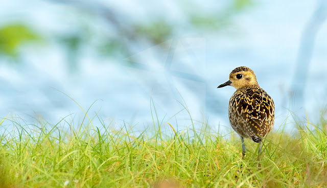 wetland water birds birding nature conservation travel pulicat lake chennai wildlife