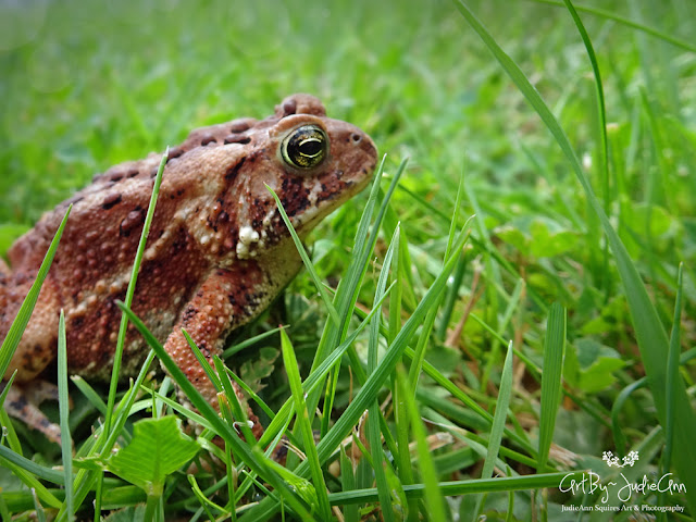 Nature Photography Prints Toad