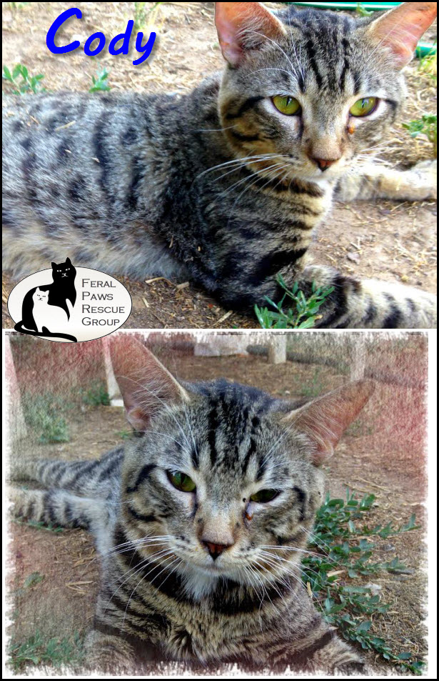 Feral Paws Rescue Group: July Cat of the Month: Cody