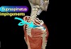 Shoulder impingement | special test 