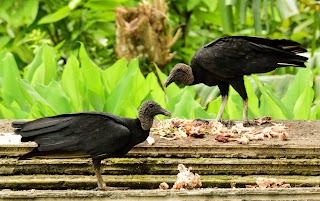 puriscal vulture