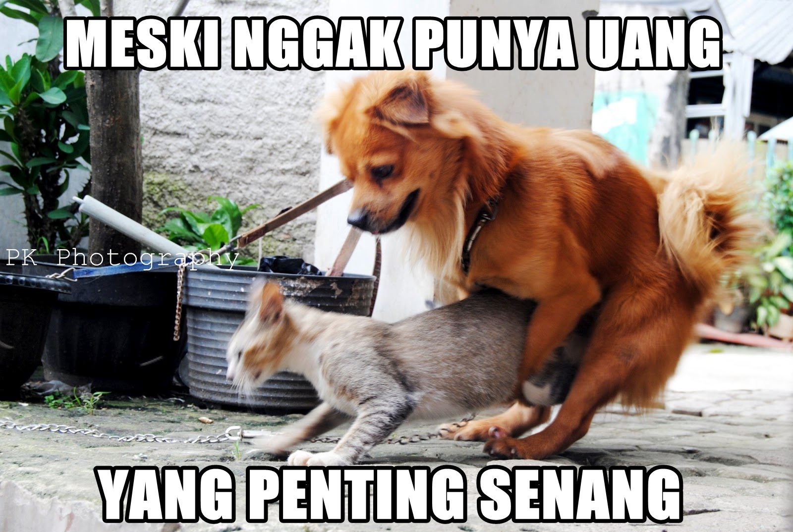 JACKPOT MELEDAK Foto Meme Kucing Dan Anjing