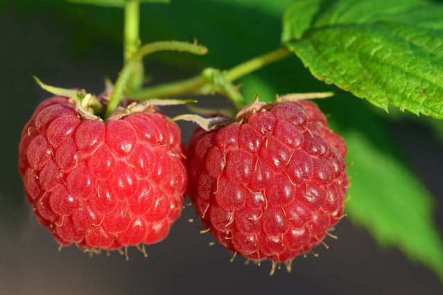 Learning how to grow blackberries and raspberries provides delicious berries that can be eaten straight off the vine or cooked into cobblers, crisps and tons of other dishes.