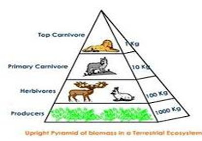 Piramida Biomassa