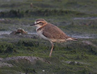 javan plover