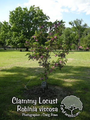 washington hawthorn tree facts. Clammy Locust Tree