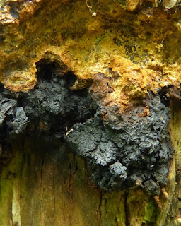 Polypore oblique - Inonotus obliquus - Chaga