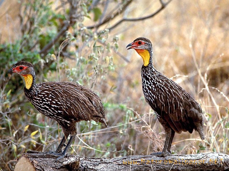 wildlife wallpaper border. Chicken Wildlife Wallpaper