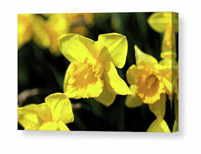 Daffodil_3573_WC Watercolor Canvas