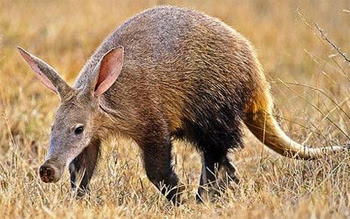 Aardvark, Hewan Berhidung Babi & Bertelinga Kelinci