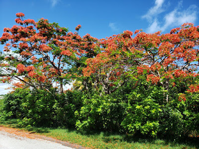 Blooming roadside poinciana tree