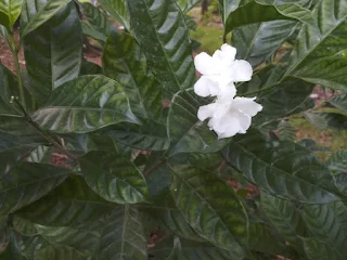 Tabernaemontana divaricata flower