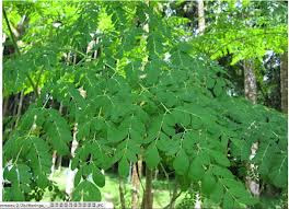 Moringa Tree