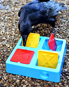Dog food puzzle toys can be used for ravens