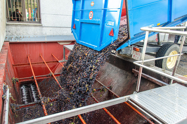 Vendimia Riojana. Logroño. La Rioja