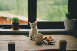 gatito encima de la mesa al lado de taza de café y pastas
