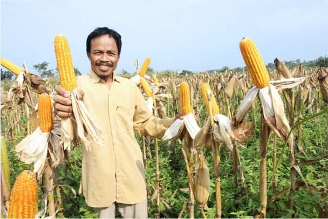 Kisah Sukses Jumadi Seorang Petani  Jagung  di Lampung 