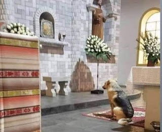 Do Animals see beyond the physical, Eucharistic miracle, Jesus present in the blessed Sacrament, Dog found living person in the Tabernacle